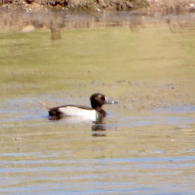 Ring-necked Duck - ML166013661