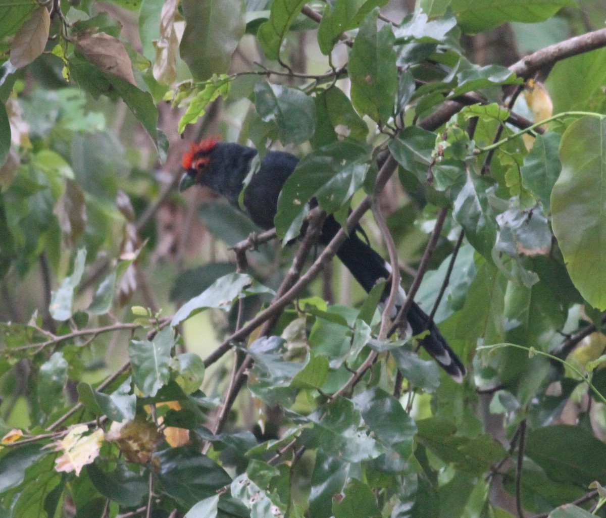 Red-crested Malkoha - ML166016361