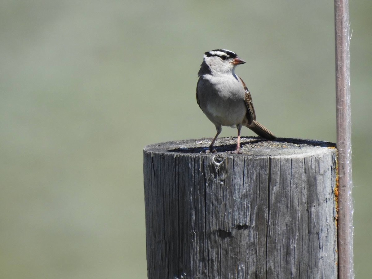 White-crowned Sparrow - ML166017591