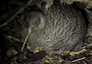 Little Spotted Kiwi, ML166022491
