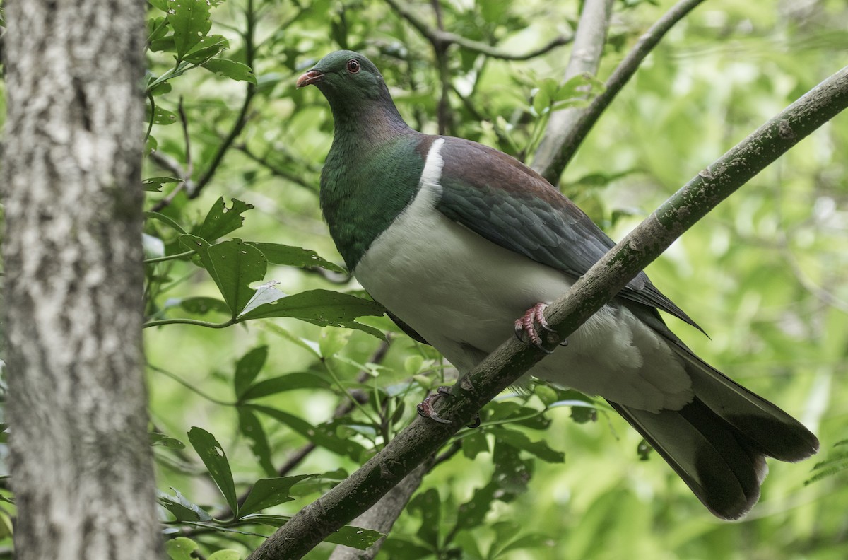 New Zealand Pigeon - ML166024581