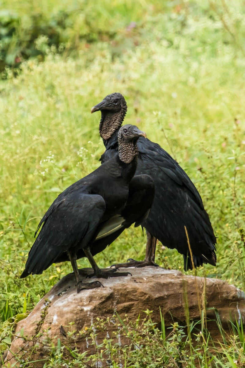 Black Vulture - Diana López G