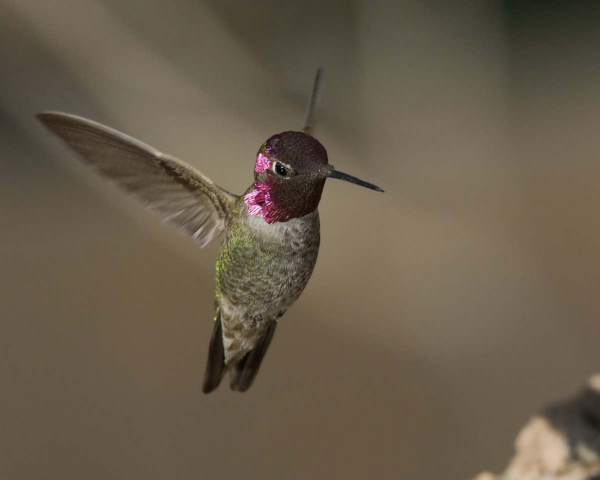 Anna's Hummingbird - ML166030031