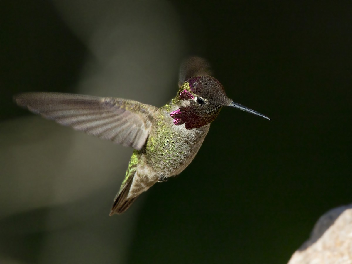 Anna's Hummingbird - ML166030051