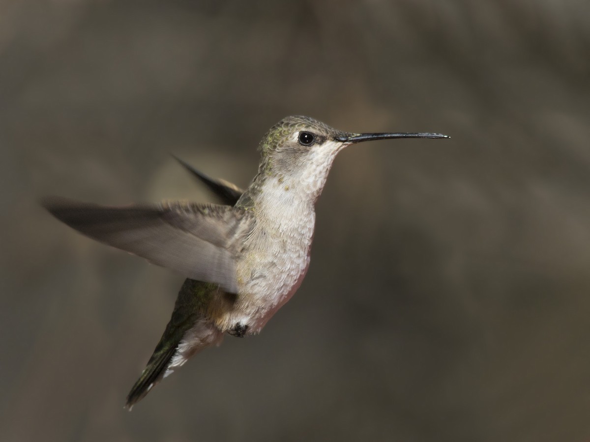 Costa's Hummingbird - ML166030081