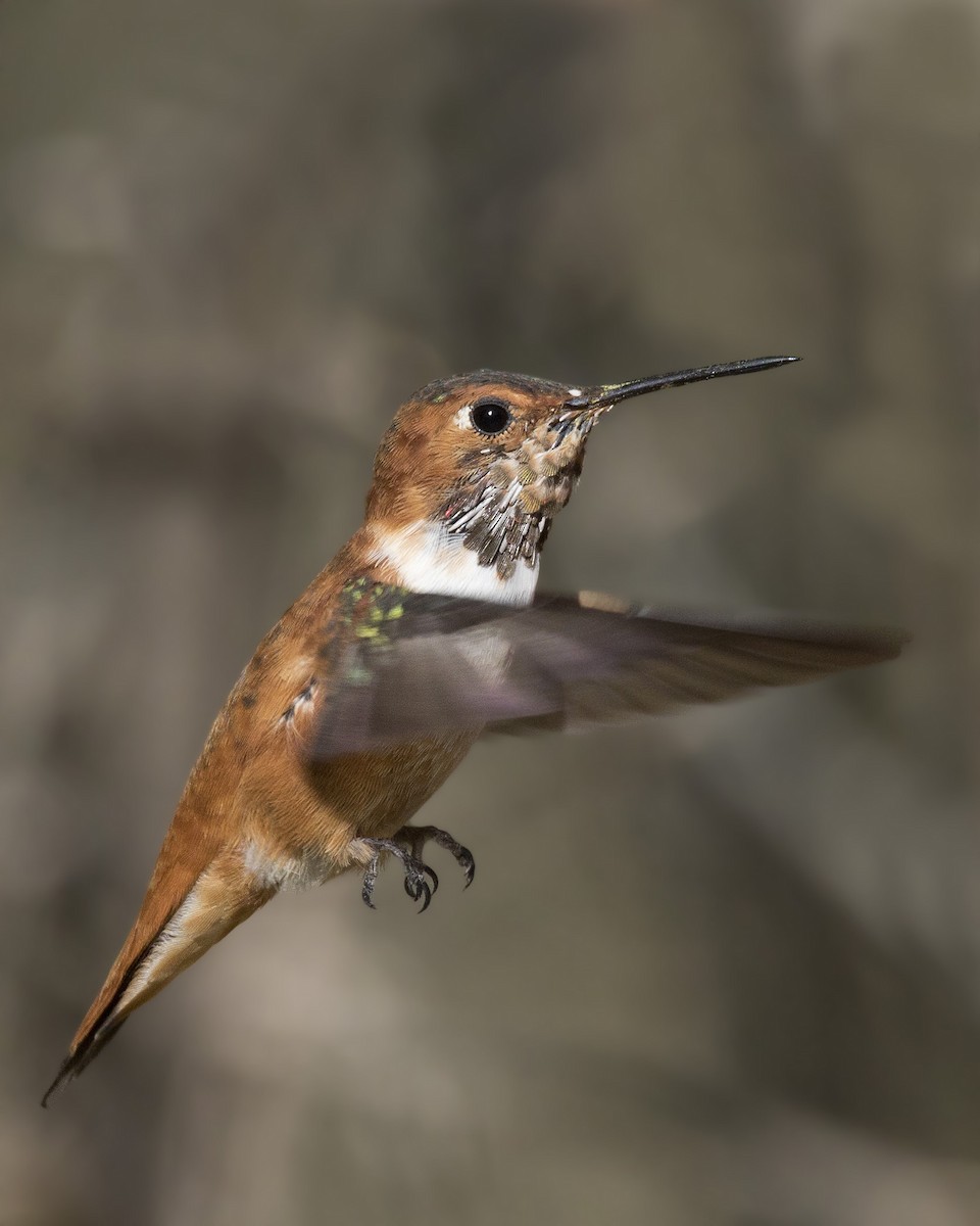 Rufous Hummingbird - ML166030181