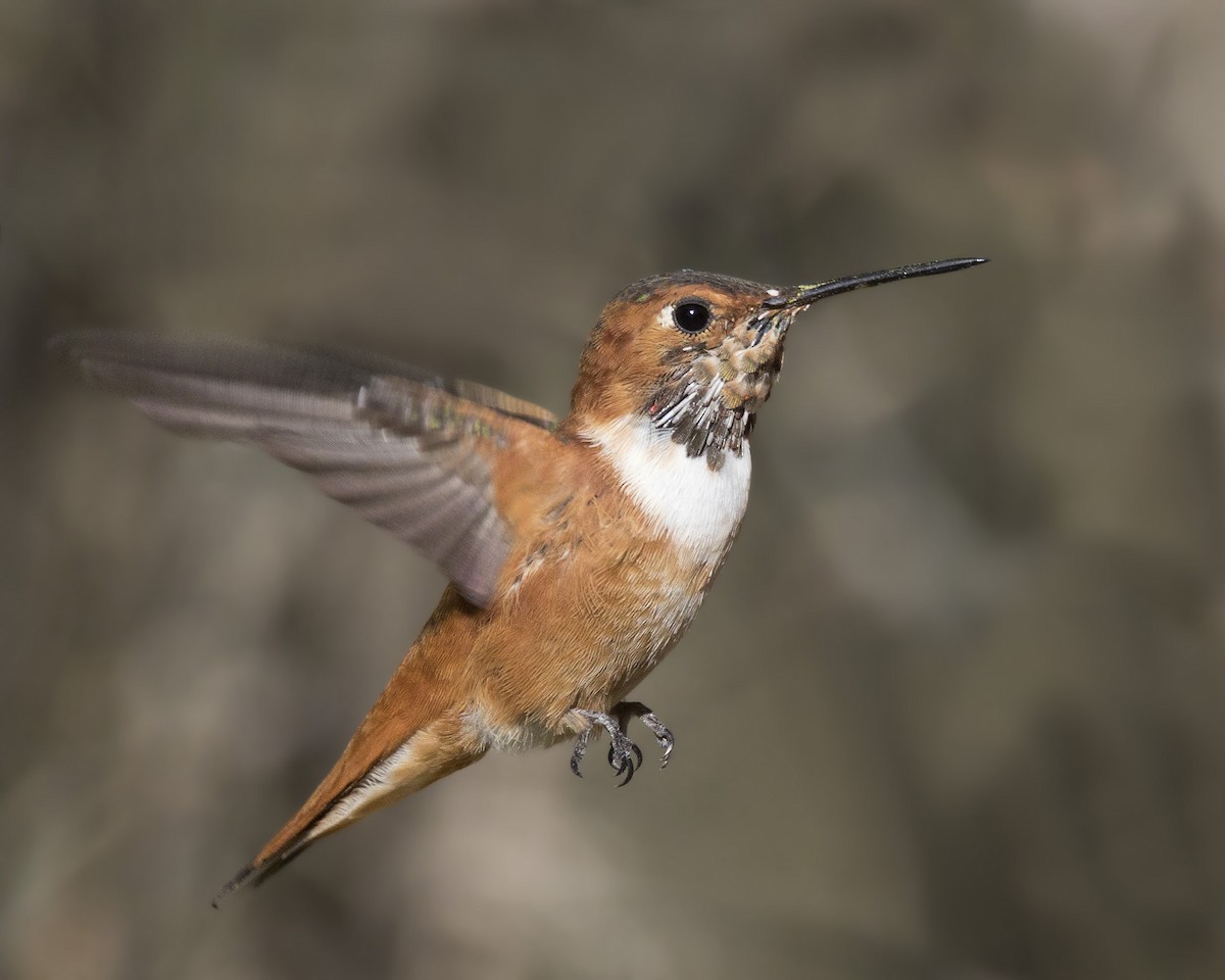 Rufous Hummingbird - ML166030191