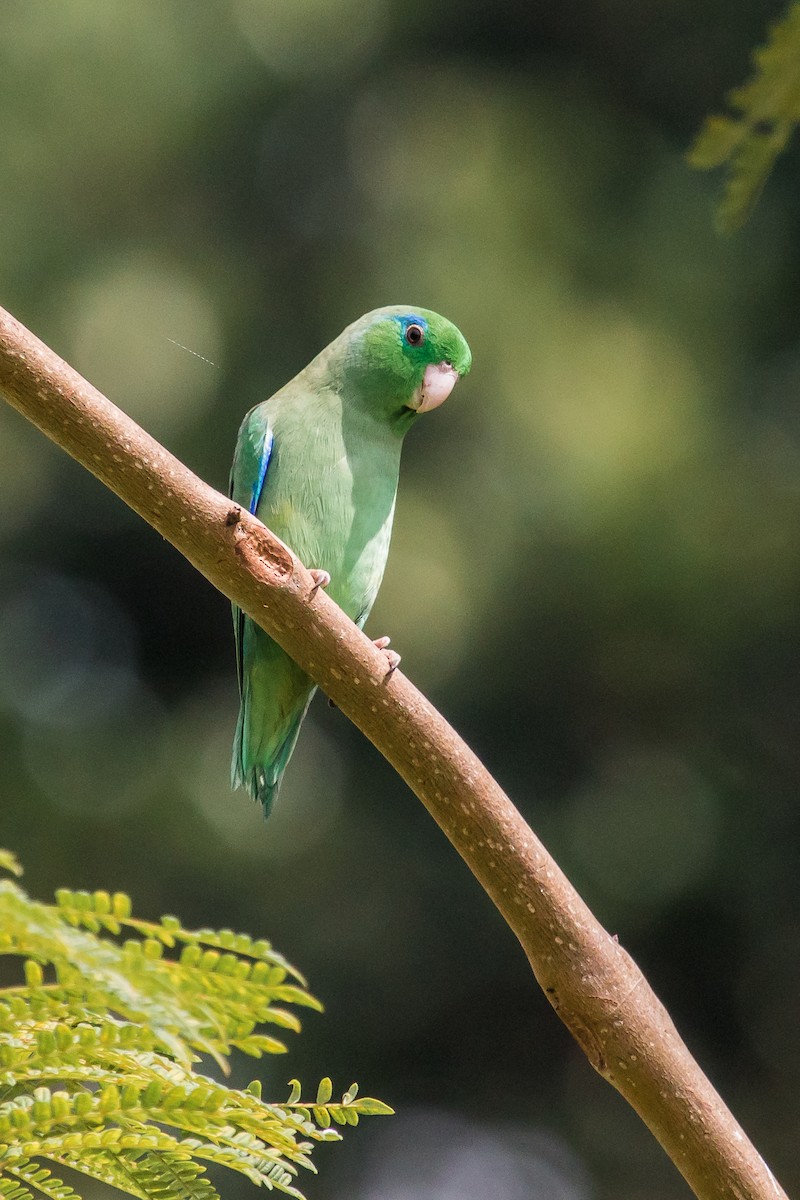 Spectacled Parrotlet - ML166031181