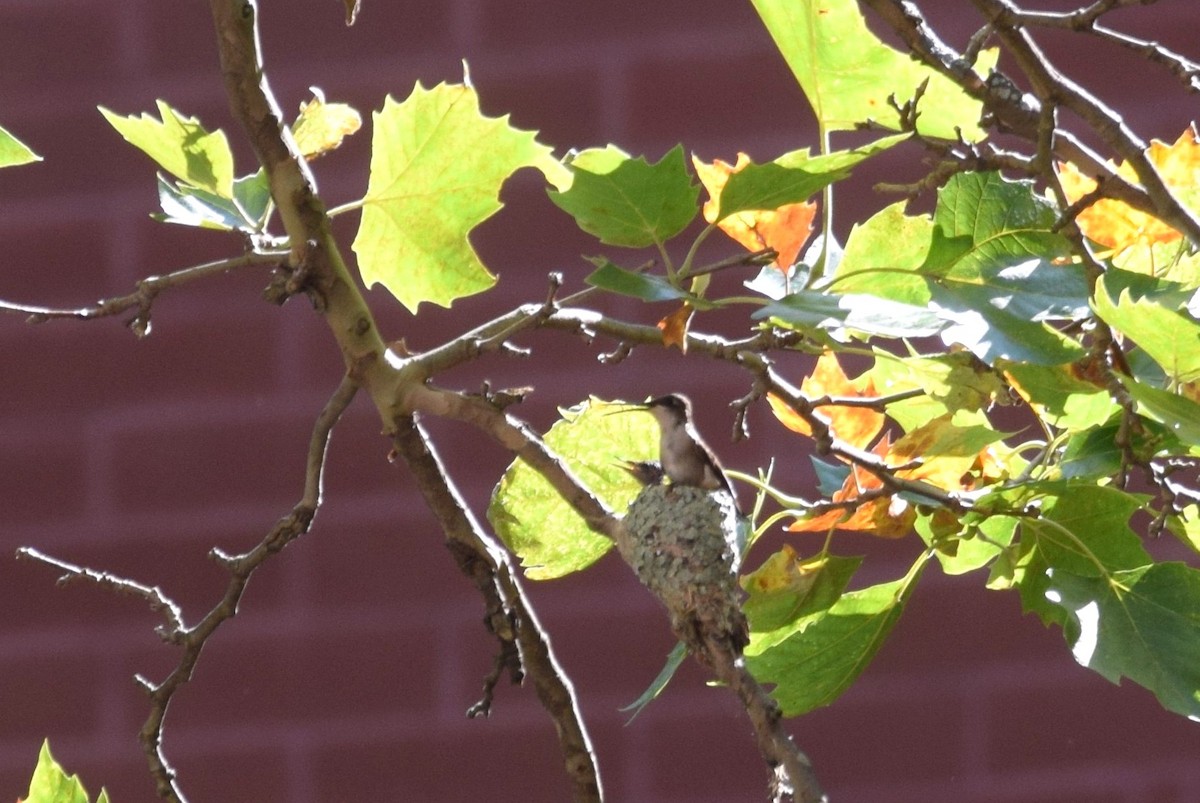 Ruby-throated Hummingbird - irina shulgina