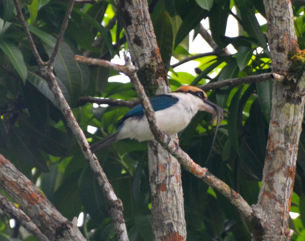 Palau Kingfisher - ML166039411