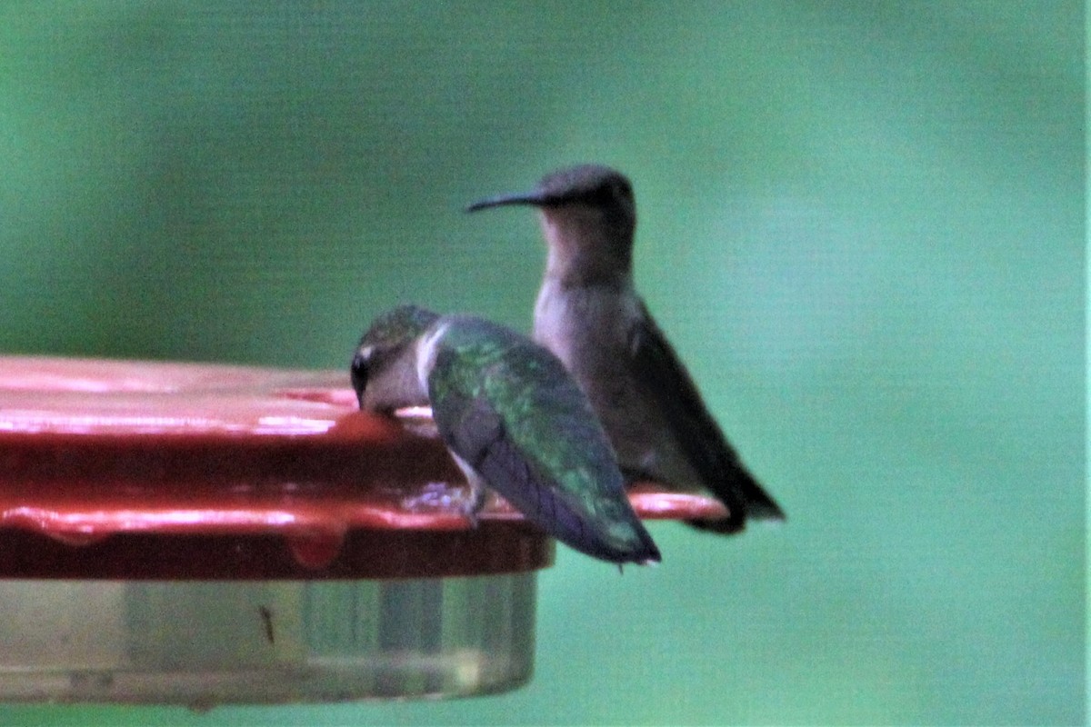 Ruby-throated Hummingbird - ML166041141