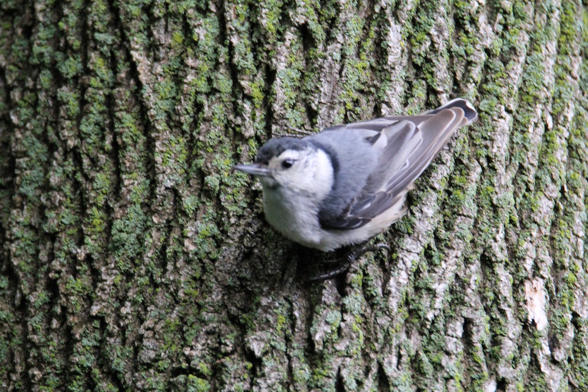 White-breasted Nuthatch - ML166041381