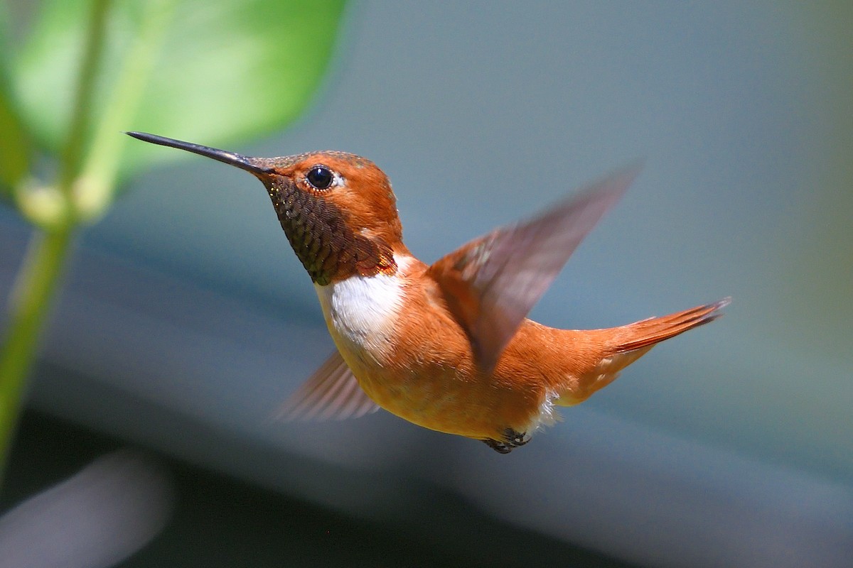 Rufous Hummingbird - ML166042641