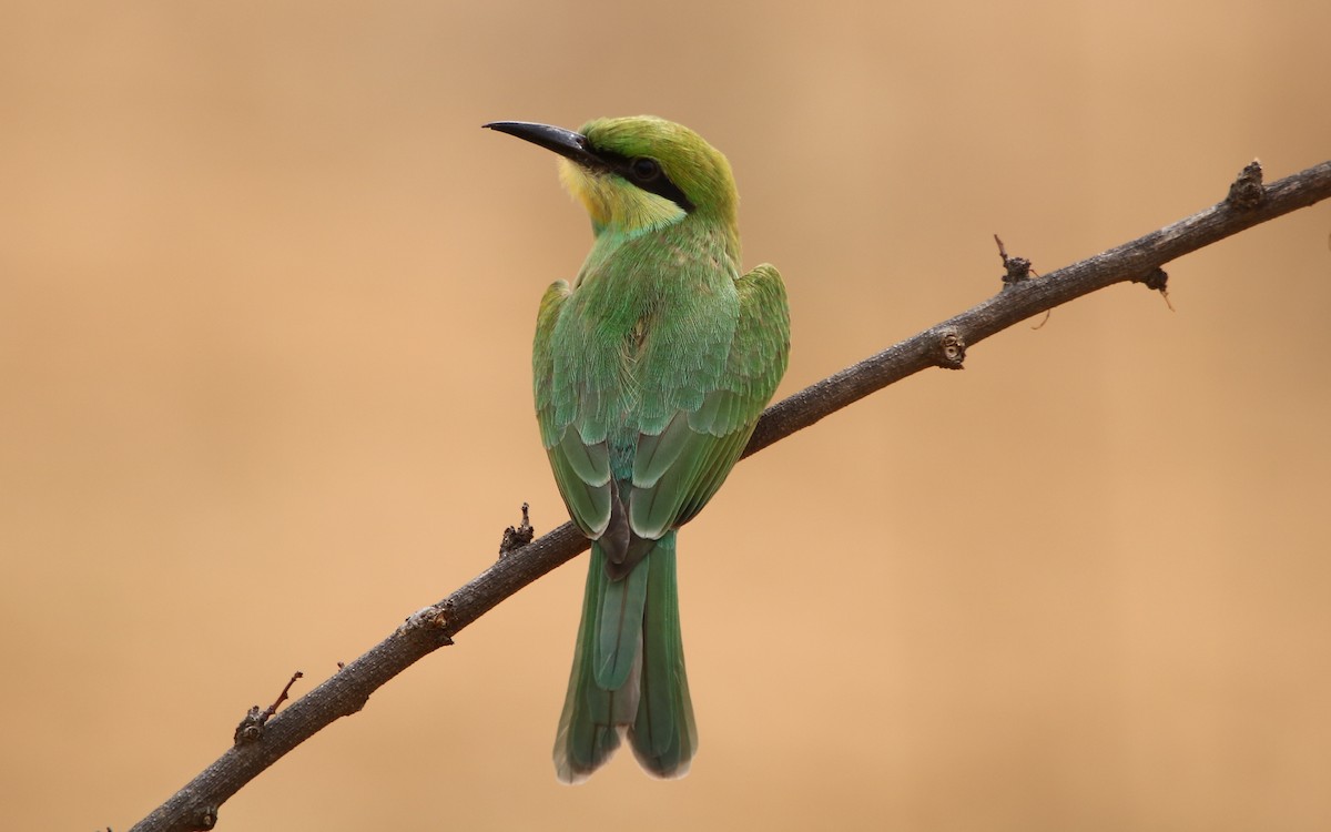Asian Green Bee-eater - ML166042761
