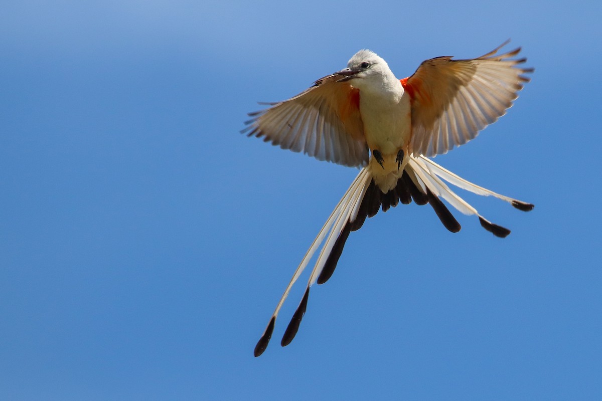 Scissor-tailed Flycatcher - Martina Nordstrand
