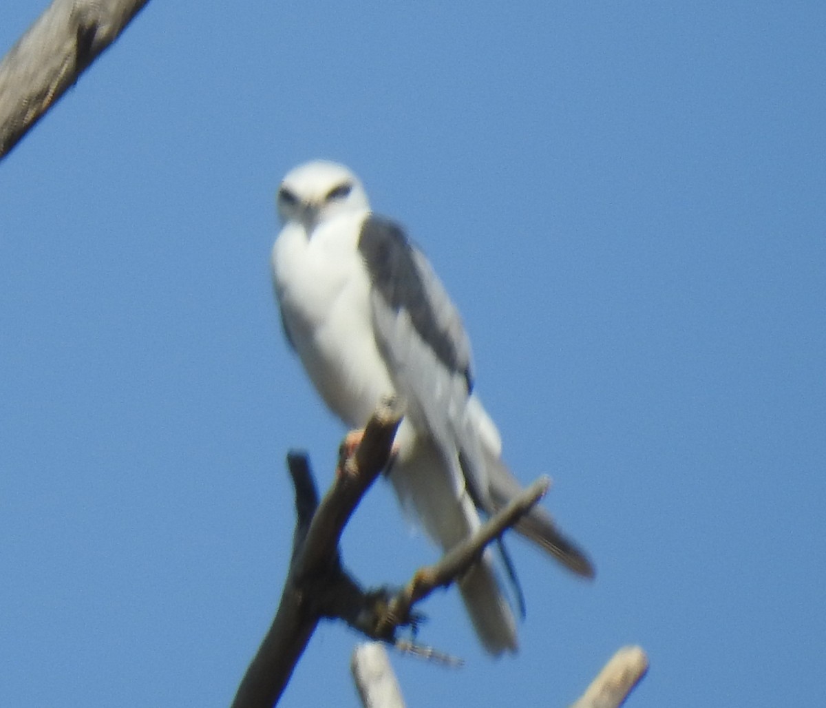 White-tailed Kite - ML166050171