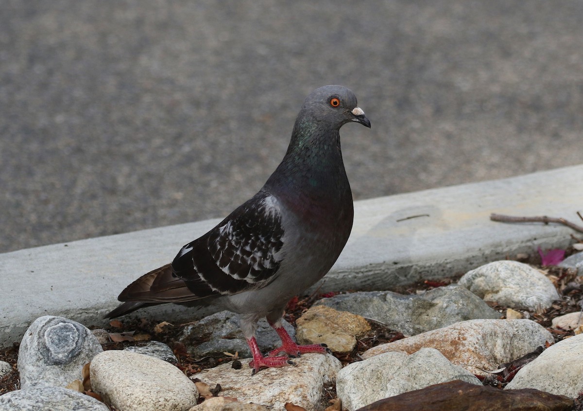 Rock Pigeon (Feral Pigeon) - ML166055931