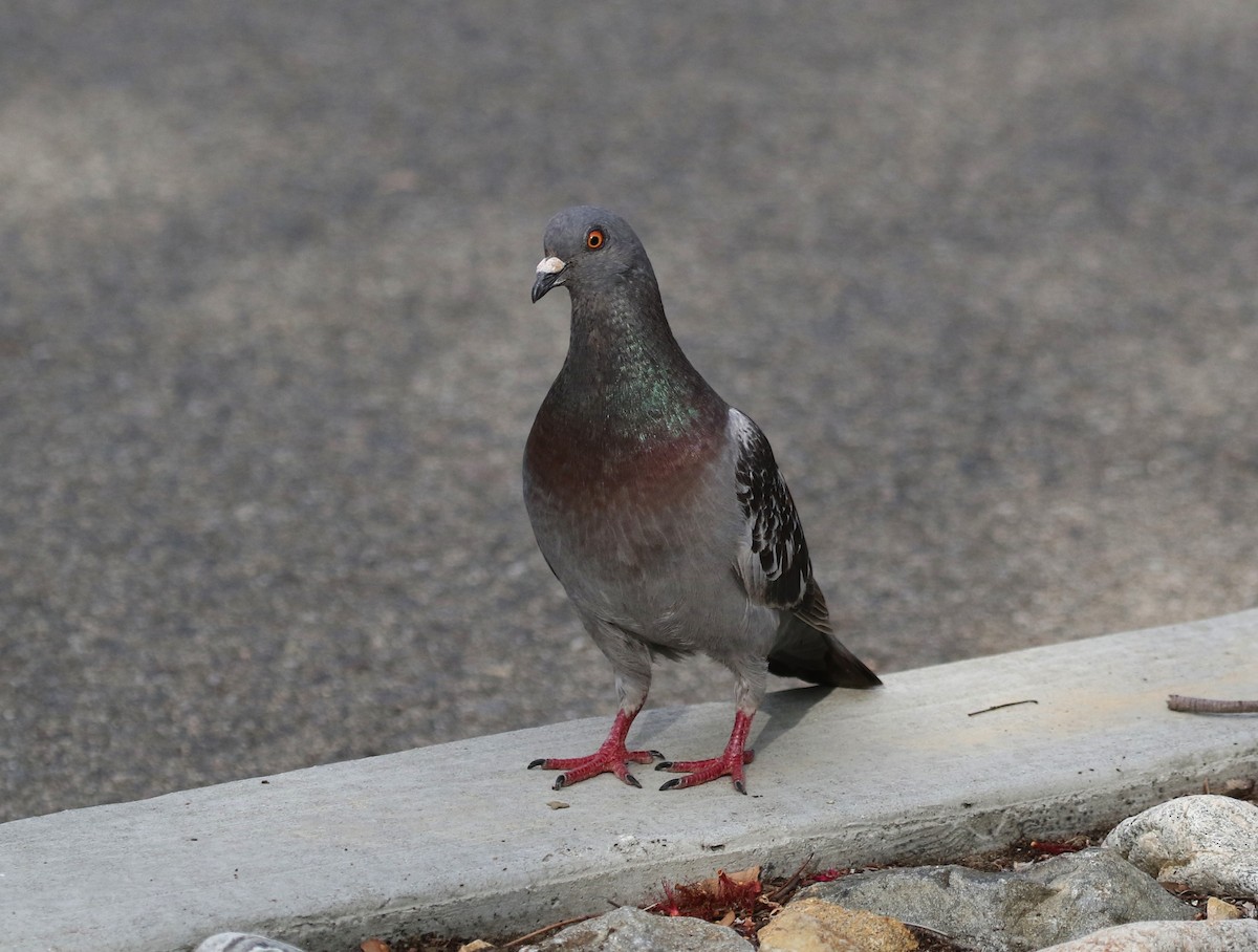 Rock Pigeon (Feral Pigeon) - ML166055951