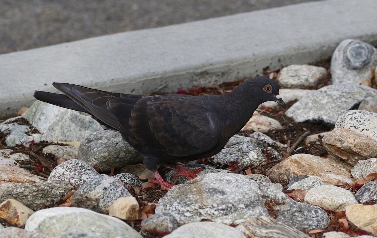 Rock Pigeon (Feral Pigeon) - ML166056001