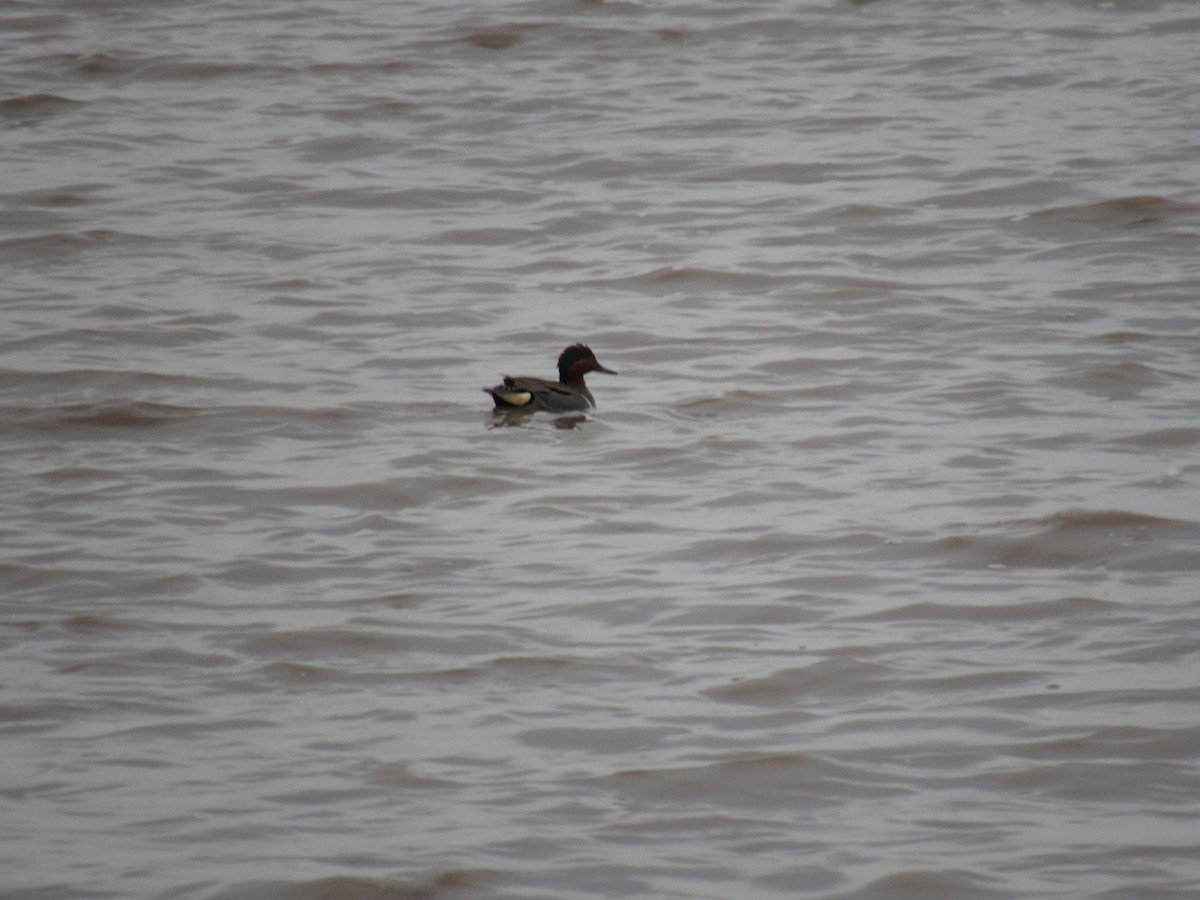 Green-winged Teal - ML166056641