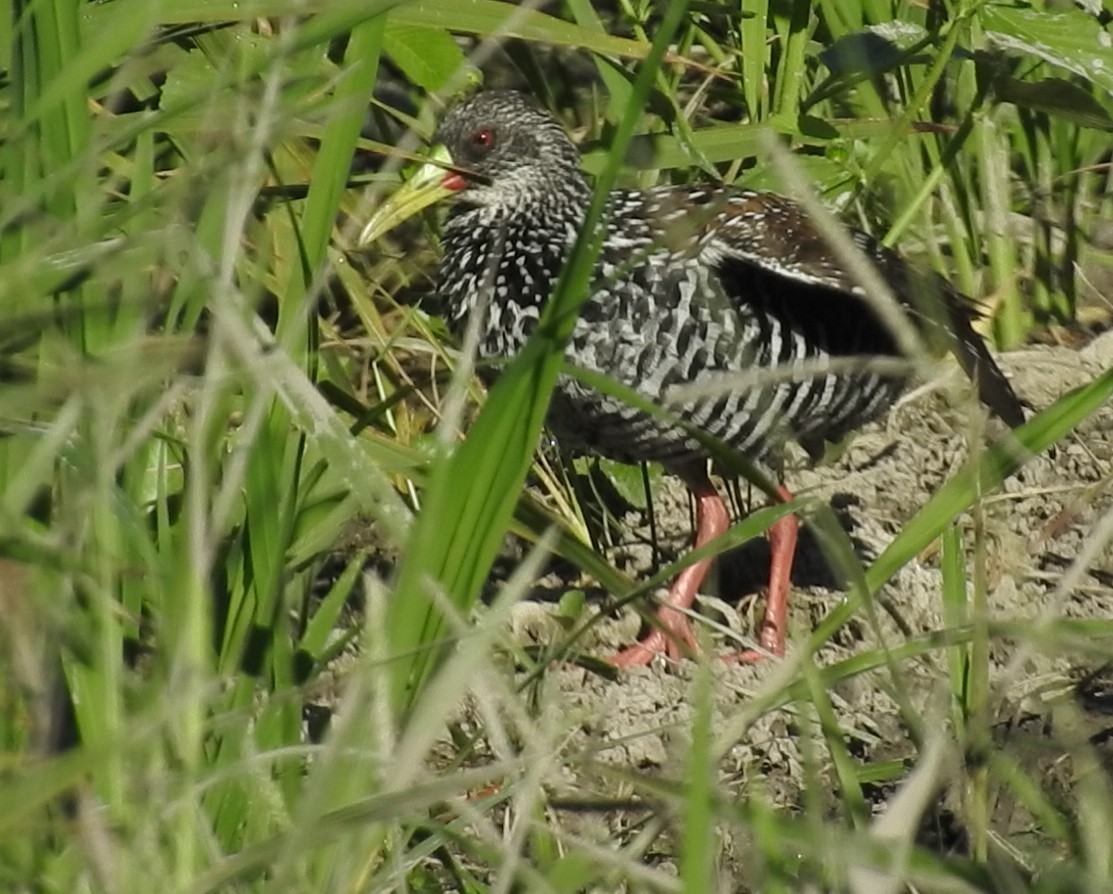 Spotted Rail - ML166060101