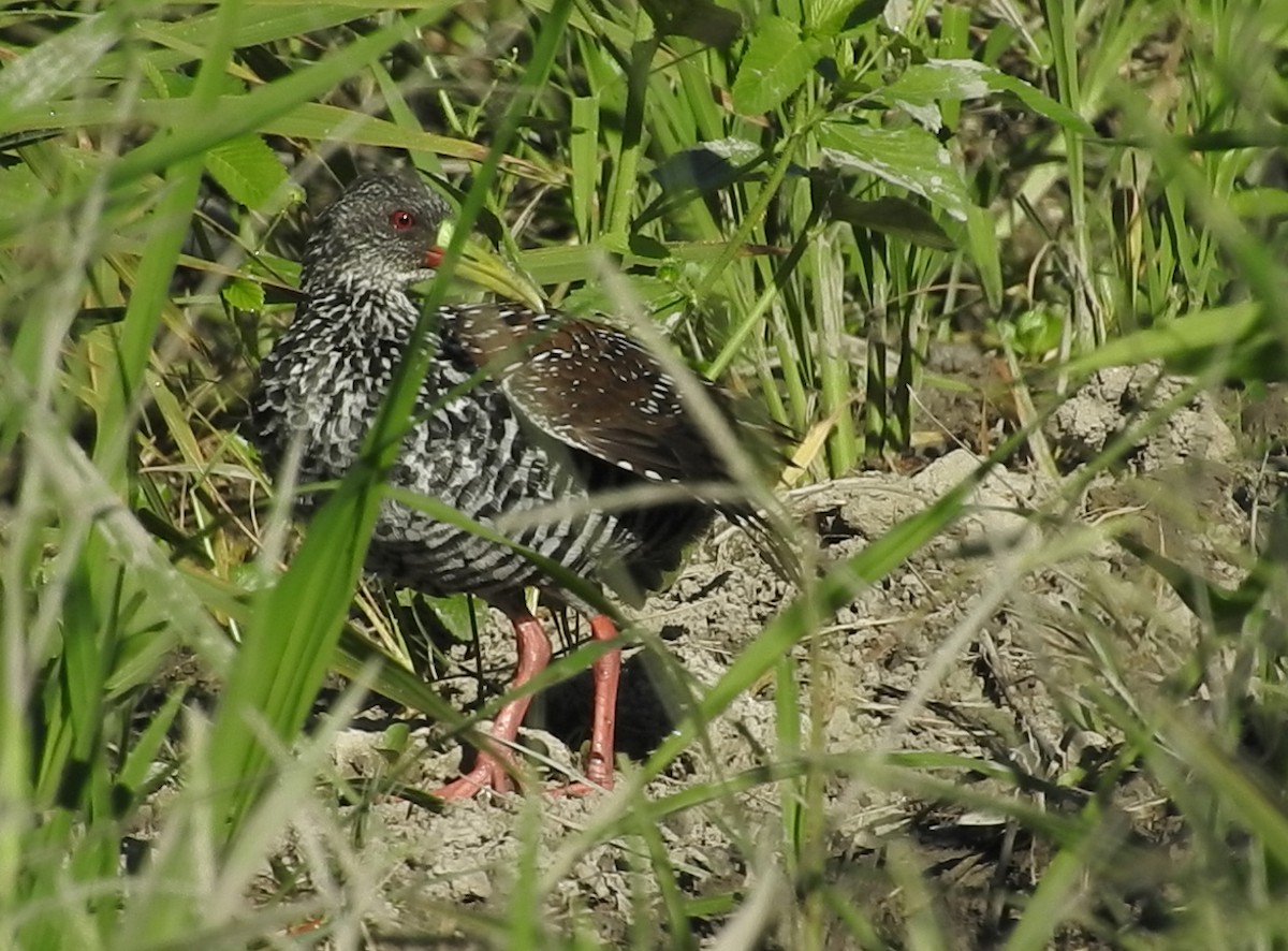 Spotted Rail - ML166060111