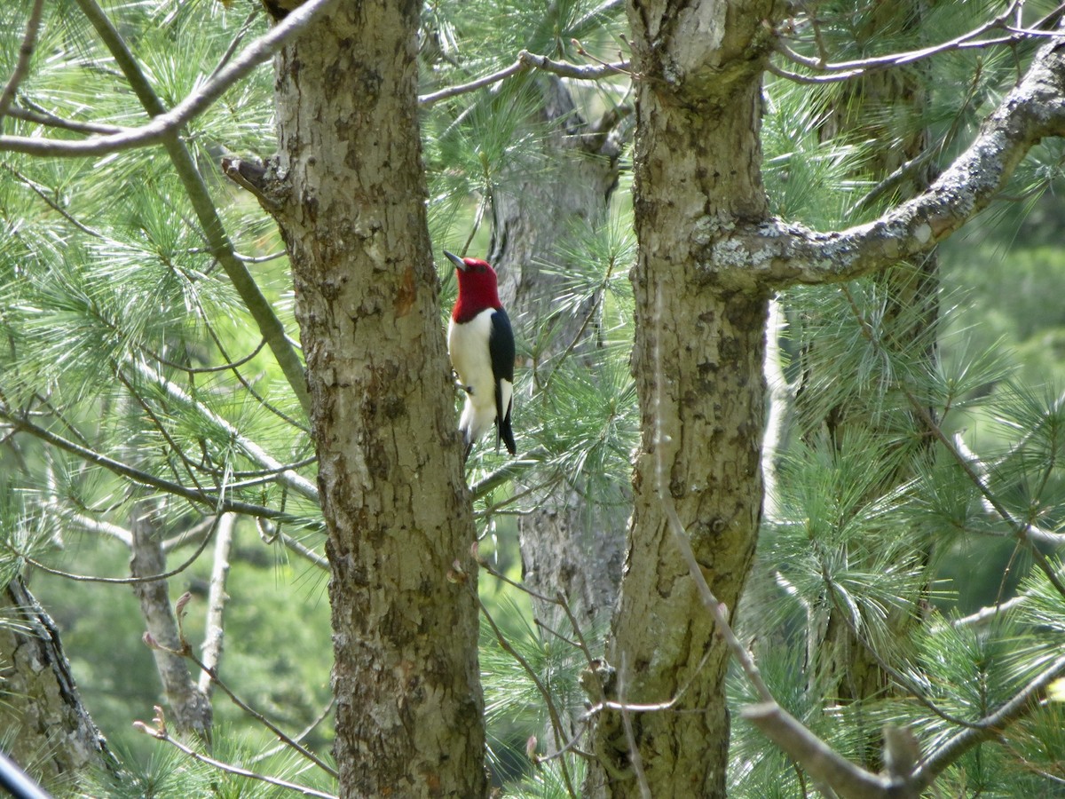 Red-headed Woodpecker - Anne Hogaboam-Gray