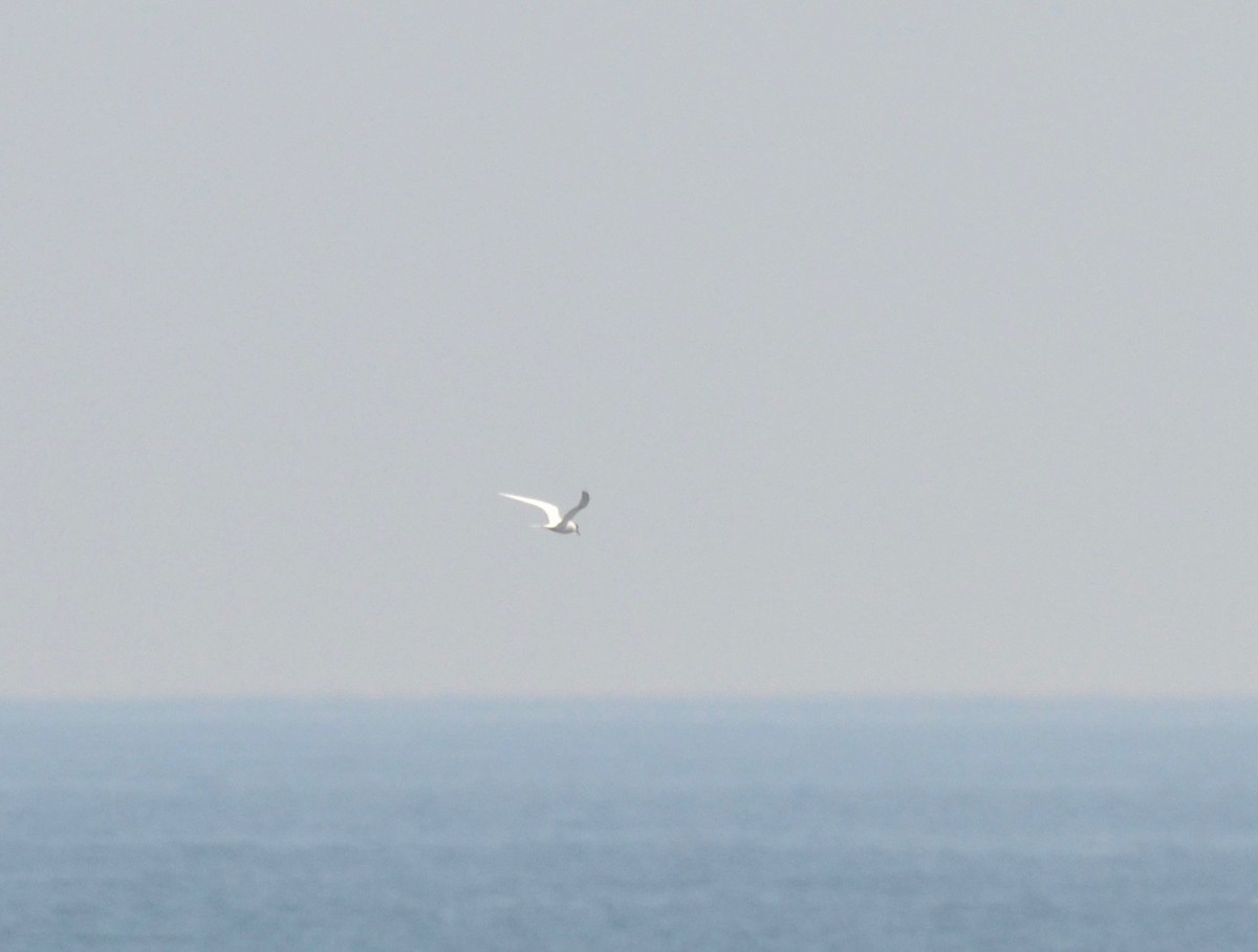 Roseate Tern - Peter Paul
