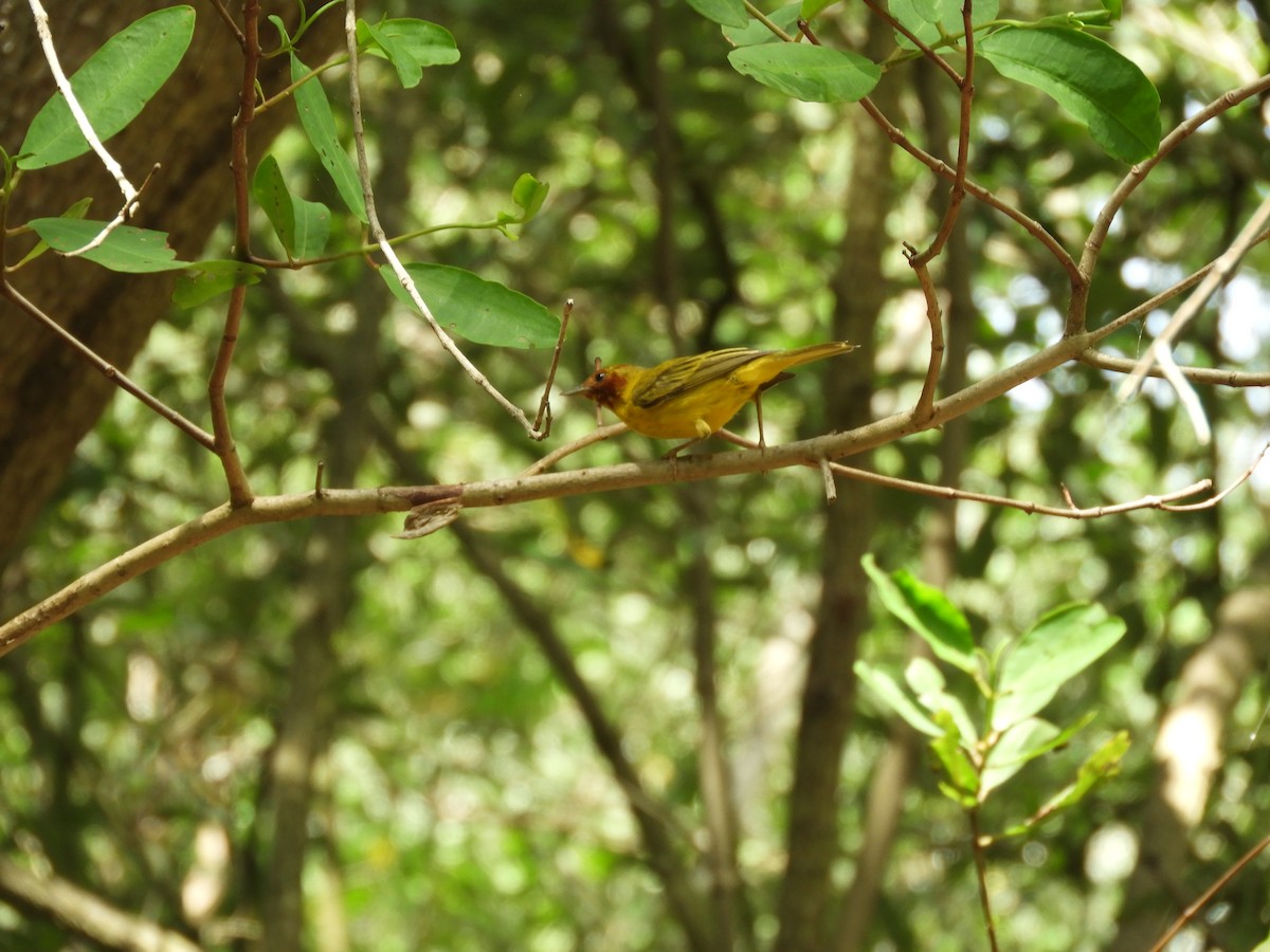 Yellow Warbler (Mangrove) - Valeria López