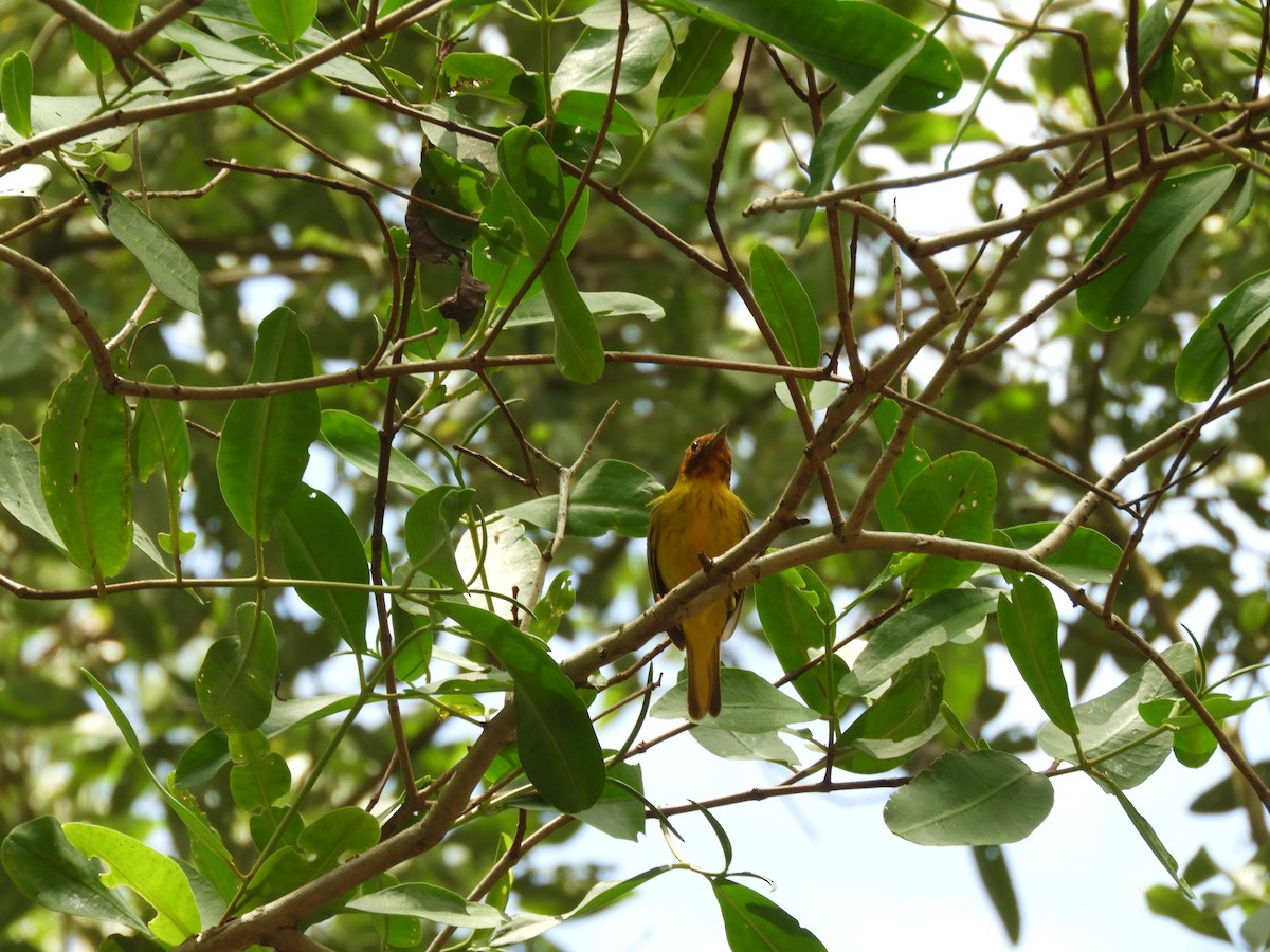 Yellow Warbler (Mangrove) - ML166072461