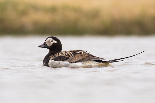 Long-tailed Duck - eBird