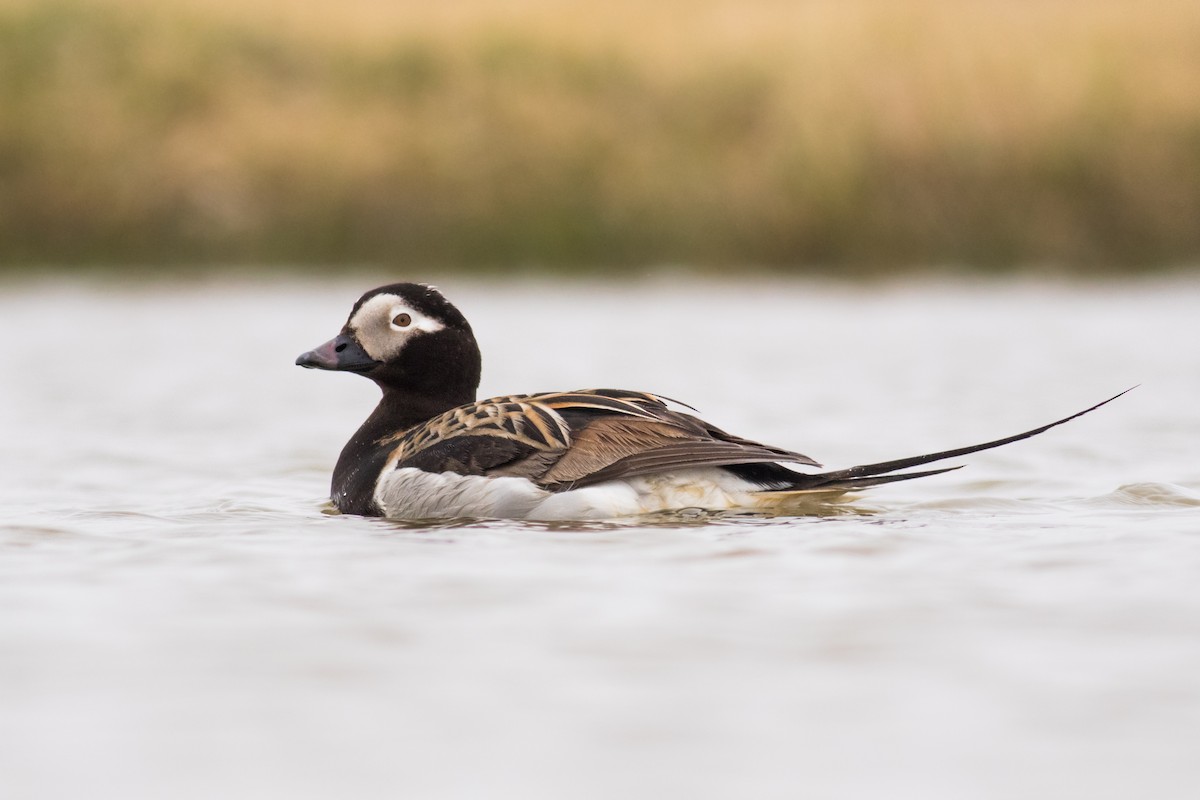 Long-tailed Duck - ML166081491