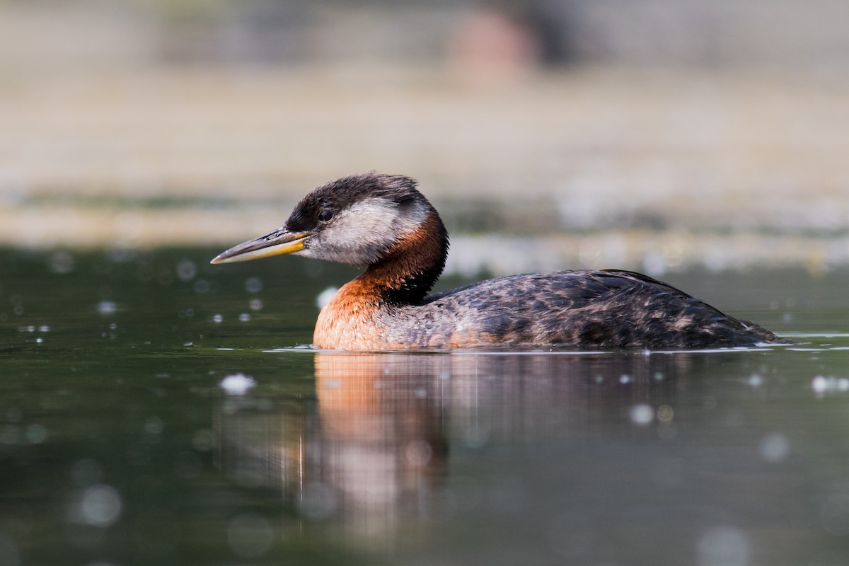 Red-necked Grebe - ML166082501