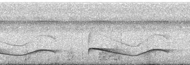 Dusky-tailed Flatbill - ML166083