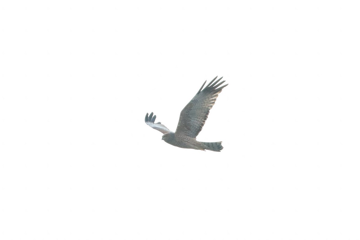 Spotted Harrier - ML166085111