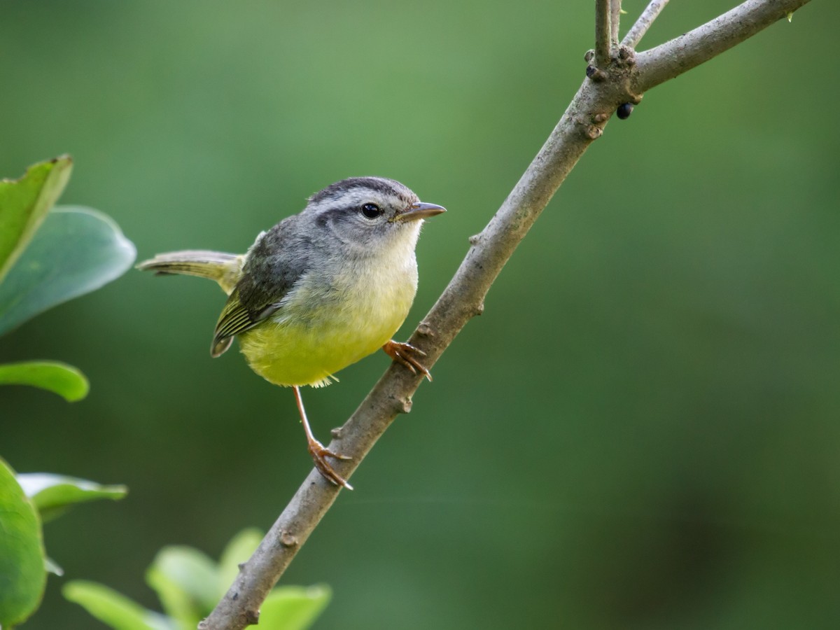 Three-banded Warbler - ML166088711