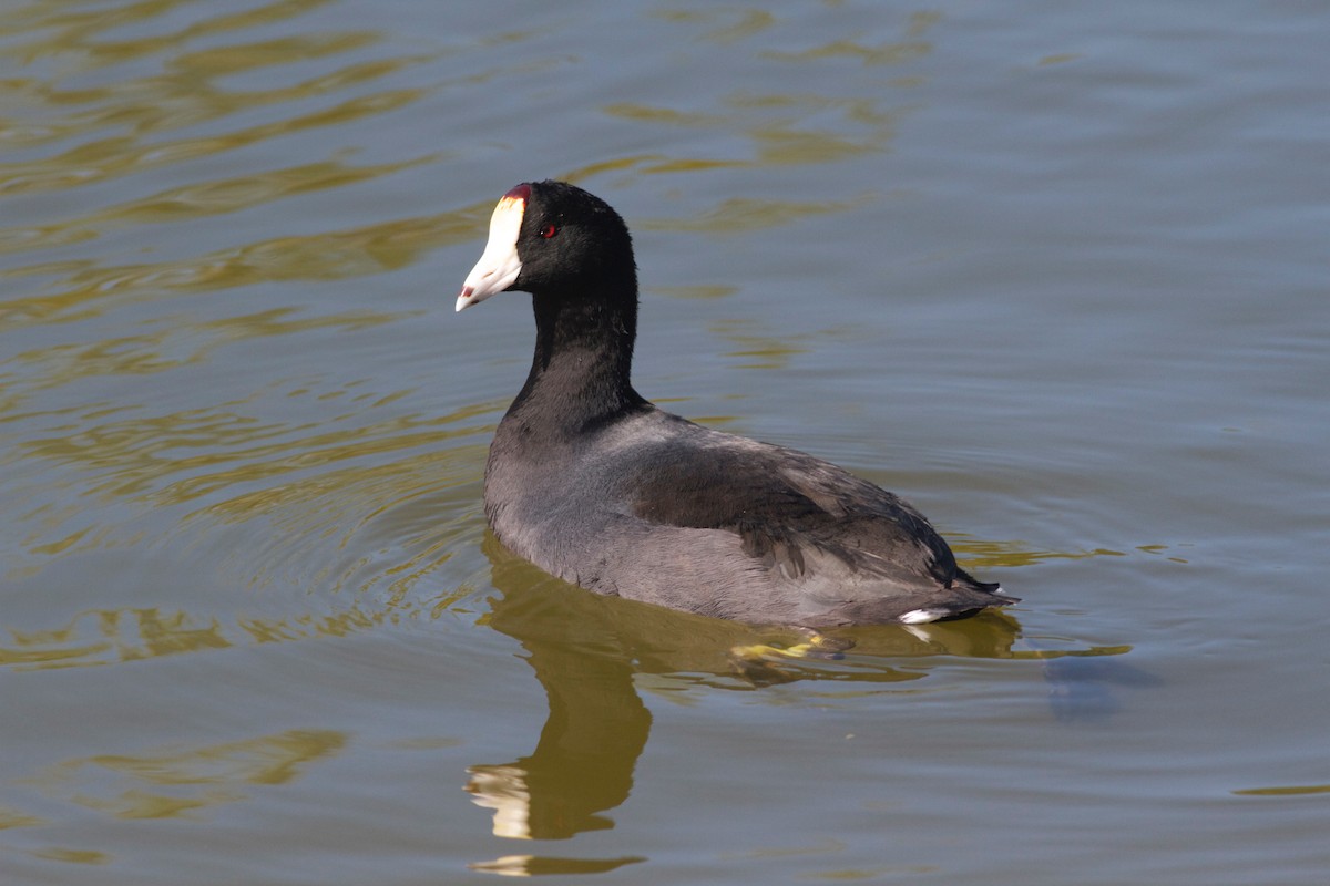 American Coot (Red-shielded) - ML166088971