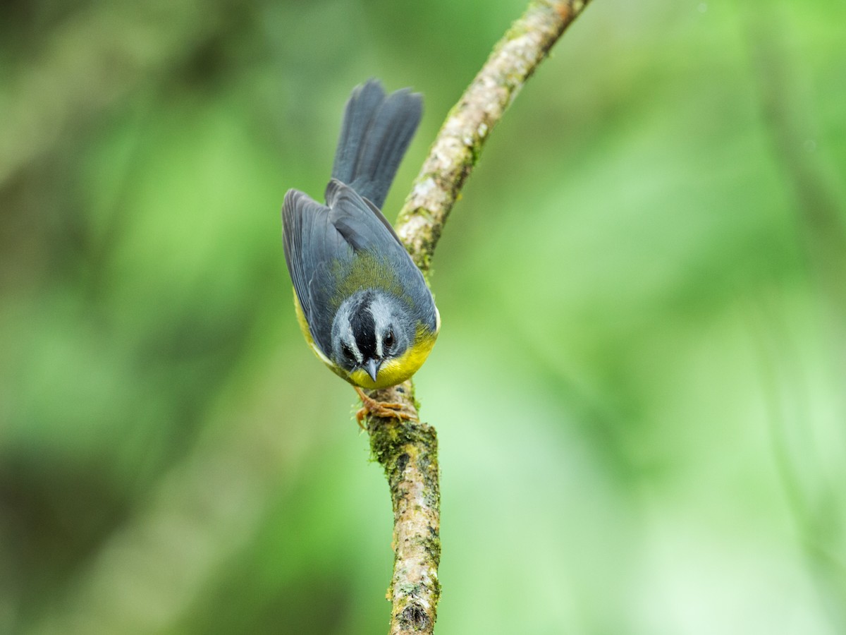 Gray-and-gold Warbler - ML166089681