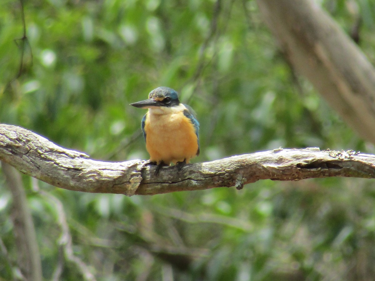 Sacred Kingfisher - Claire Anderson