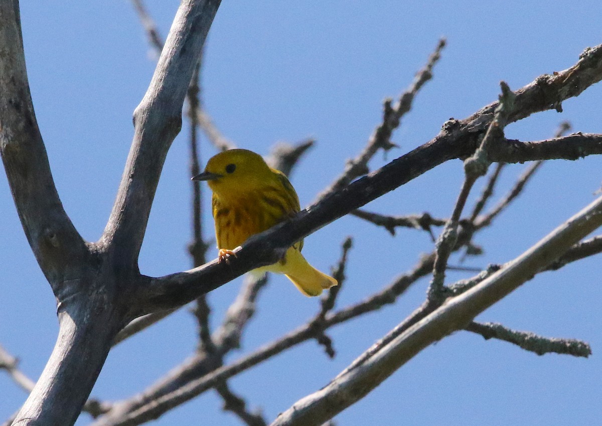 Yellow Warbler - Brian Tychie
