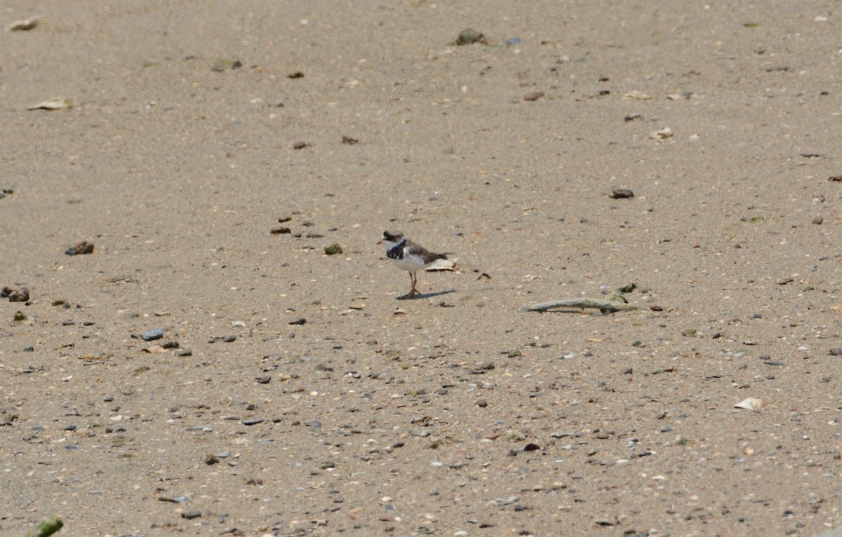 Semipalmated Plover - ML166095401