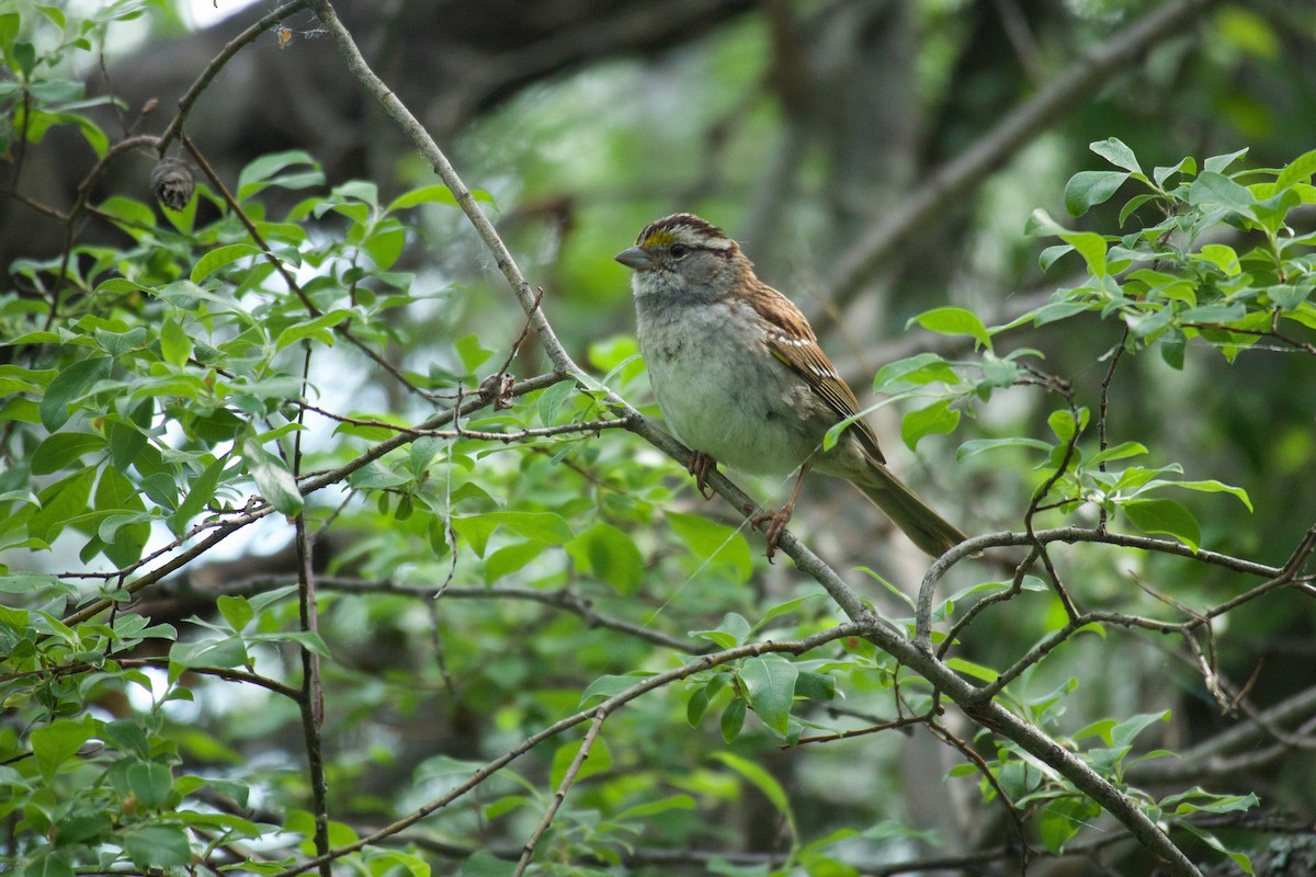 White-throated Sparrow - Kathleen Dvorak