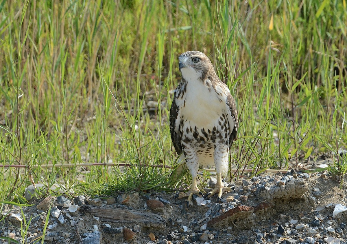 Red-tailed Hawk - ML166095771