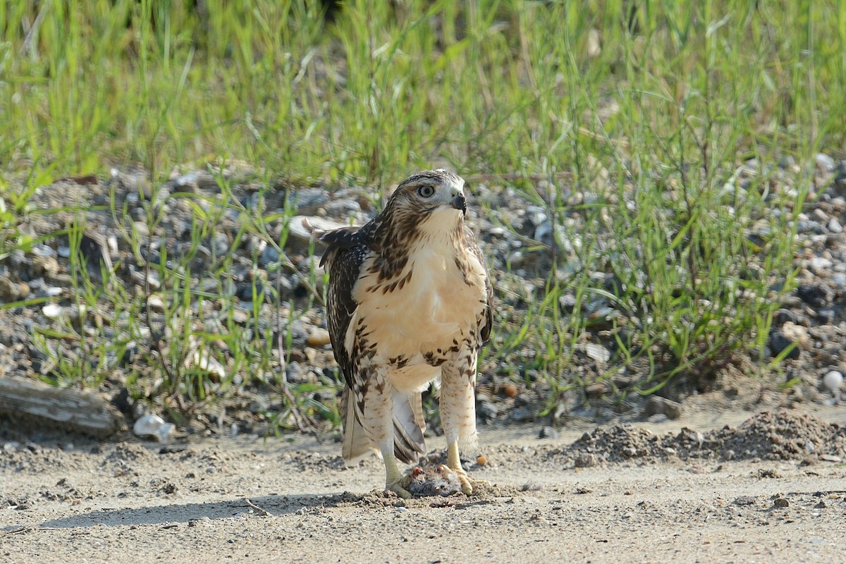 Red-tailed Hawk - ML166095791