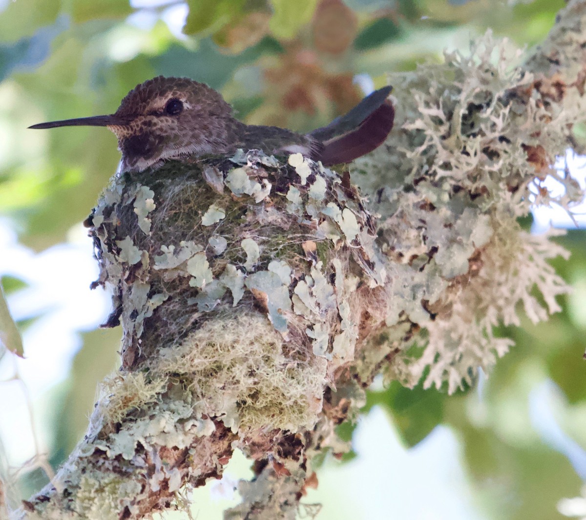 Anna's Hummingbird - ML166097051