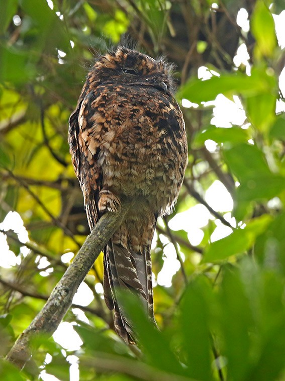 Andean Potoo - ML166097531