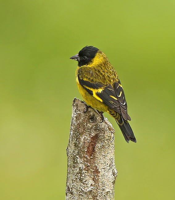 Olivaceous Siskin - ML166098681