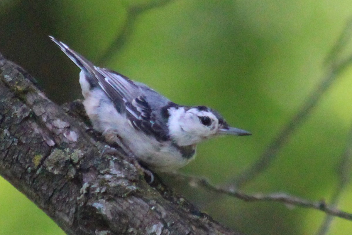 White-breasted Nuthatch - ML166099561