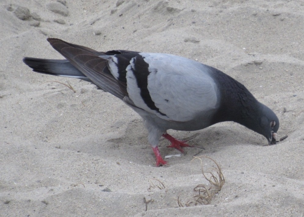 Rock Pigeon (Feral Pigeon) - ML166106441