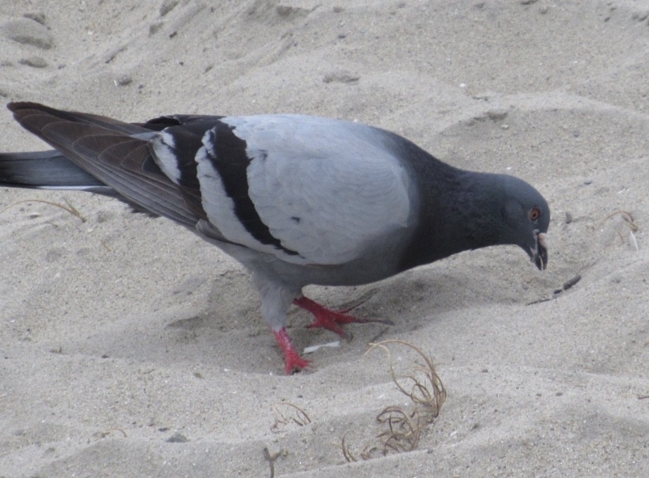 Rock Pigeon (Feral Pigeon) - ML166106451